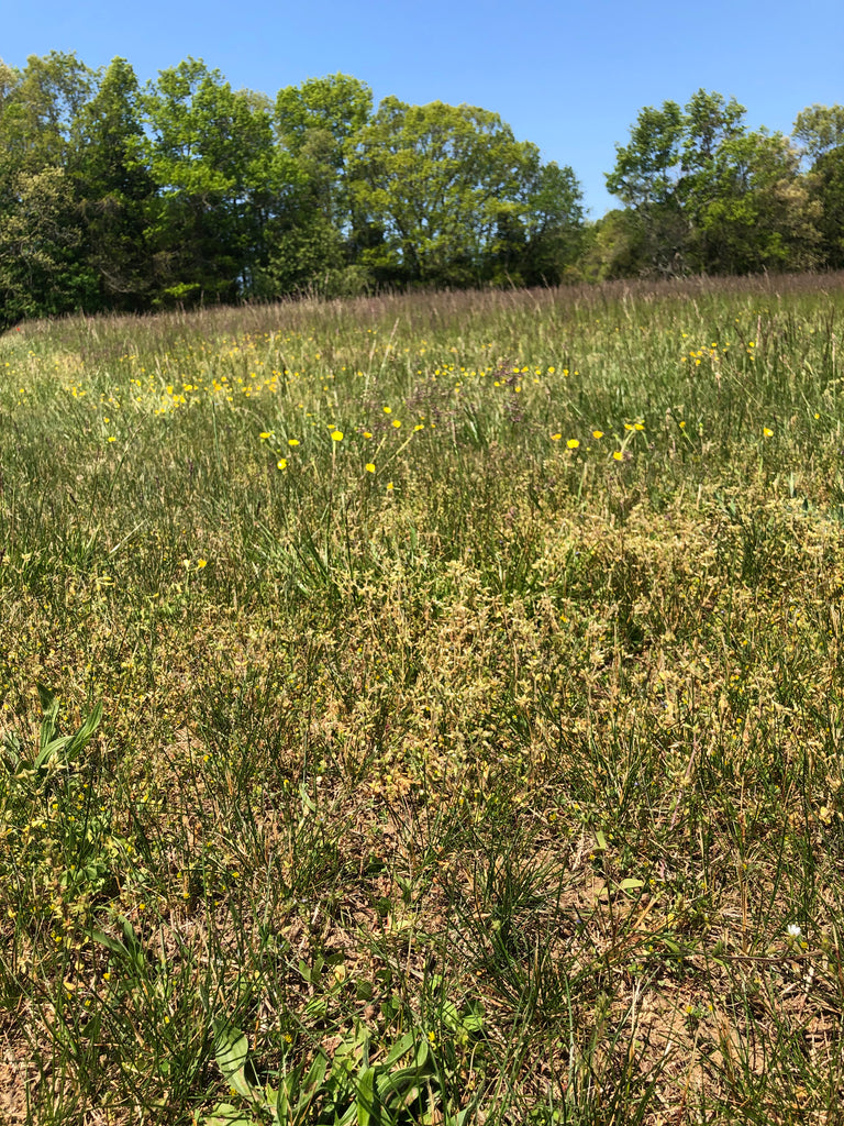 my meadow