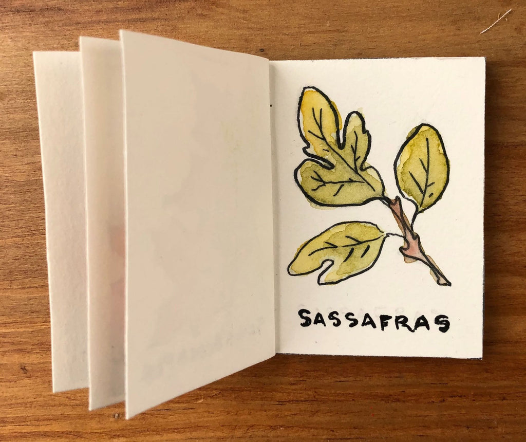 Sassafras Tree Illustration